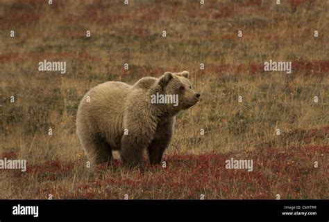 Oso Grizzly Ursus Arctos Es Número Uno En La Cadena Alimentaria En El