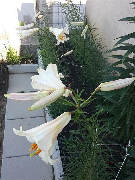 Lilium species and their subspecies, varieties and selections in the ...