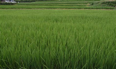 How To Grow Rice For A Sustainable Supply Epic Gardening