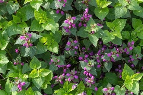 Foto Gratis Polline Nettare Pianta Fiore Petalo Giardino Natura