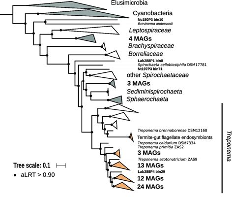 Phylogenomic Tree Of The Spirochaetes Phylum This Maximum Likelihood