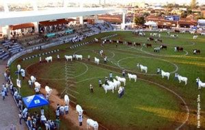 Abcz Associa O Brasileira Dos Criadores De Zebu Tudo Uberaba