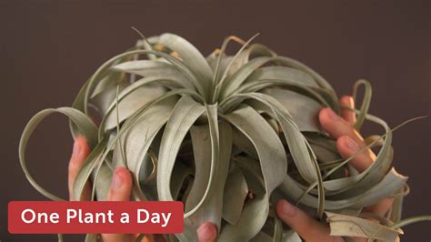 How To Care For Tillandsia Air Plants Back Gardener