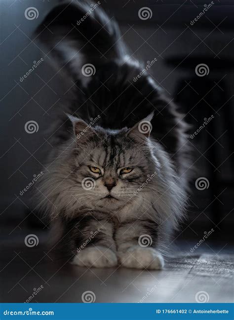 Various cat behaviour stock photo. Image of behaviour - 176661402