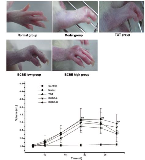 Right Hind Paw Edema In The Various Rat Groups A Morphological