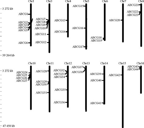 Chromosomal Distribution And Gene Duplication Of The Half Size