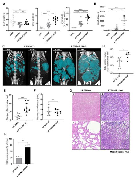 Hepatocyte Specific Mir 21 Deletion Promotes Exacerbates Download Scientific Diagram