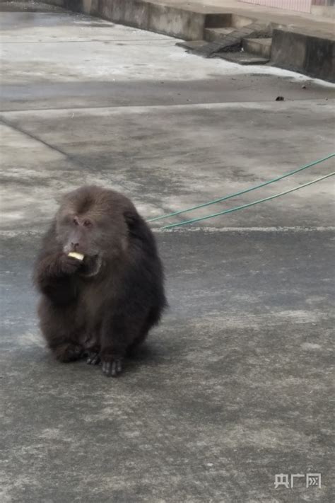 江西湖口：首次发现野生藏酋猴央广网