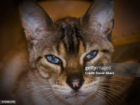 Bobcat Eyes Photos and Premium High Res Pictures - Getty Images