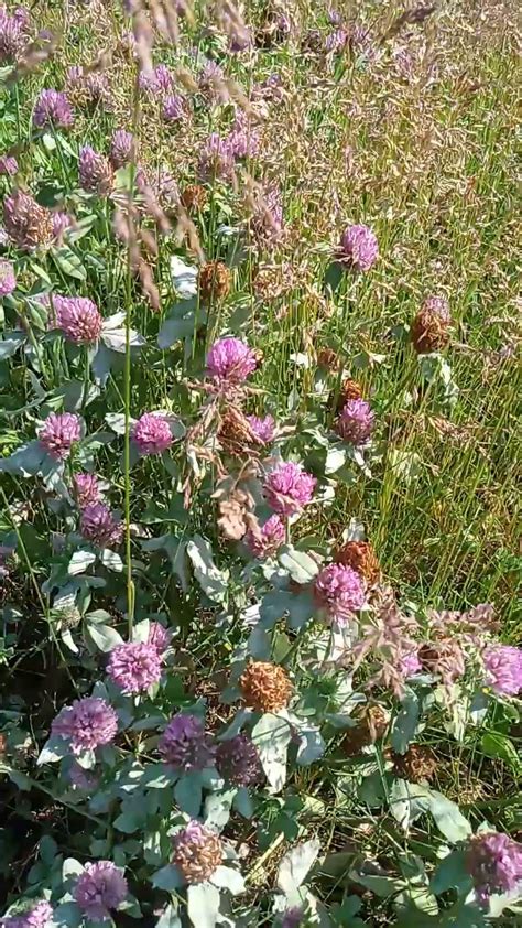 Red Clover Zigzag Clover Wildflowers Plants Garden Youtube