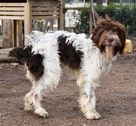 Ruffec Interdiction des déjections canines et des animaux errants