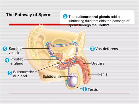 Male reproductive system | PPT