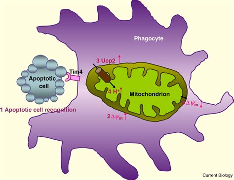 Phagocytosis Coupling Of Mitochondrial Uncoupling And Engulfment Current Biology