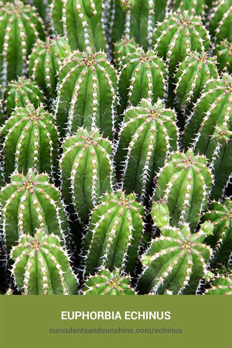 Euphorbia Echinus Succulents And Sunshine