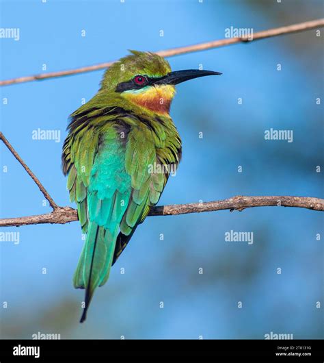 Blue-tailed bee-eater (Merops philippinus) with beautiful colours blue ...