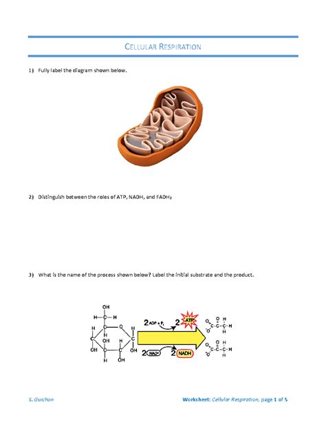 Worksheet Cellular Respiration Cellular Respiration Fully Label The Diagram Shown Below