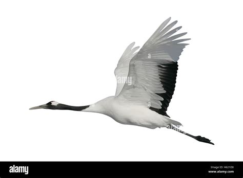 Japanese Crane Bird Flying