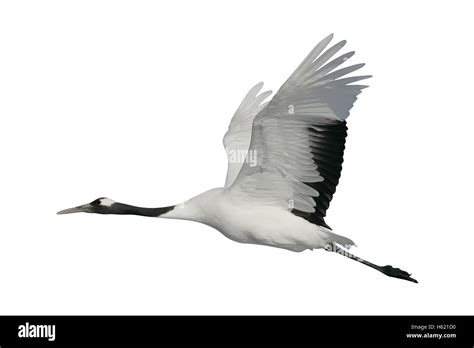 Japanese red crowned crane flying Cut Out Stock Images & Pictures - Alamy