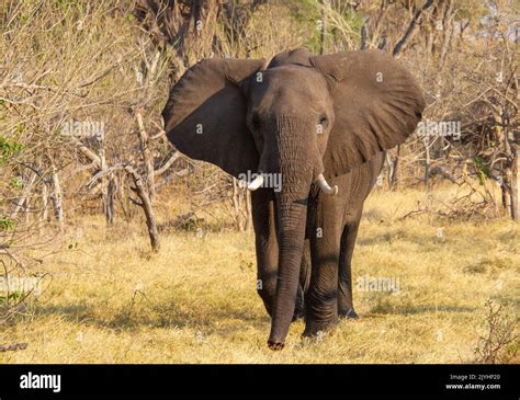 An African Elephant Isolated In The Okavango Delta In Botswana Stock