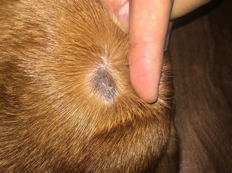 Identifying and Treating a Dog's Skin Infection? | ThriftyFun