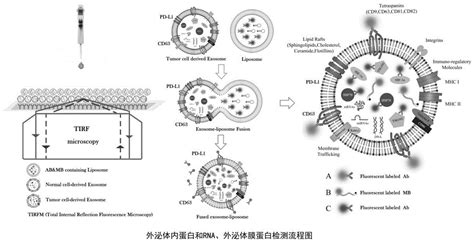 一种同时检测外泌体内蛋白和rna、外泌体膜蛋白的方法与流程