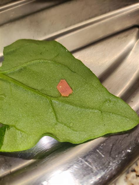 Found These Tiny Eggs In Spinach R Whatsthisbug