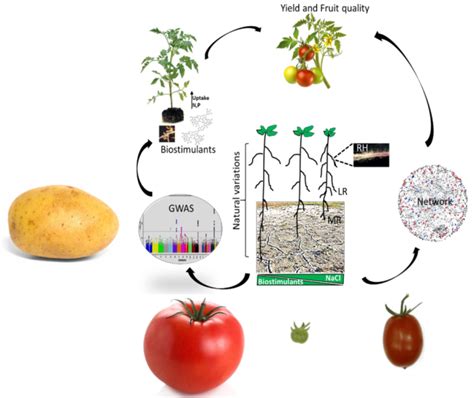 Stress Resilience In Crops Wur