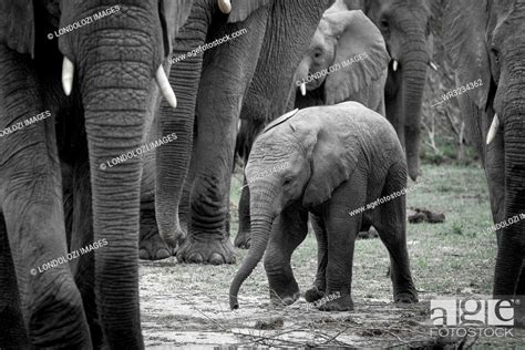 An Elephant Calf Loxodonta Africana Walks Between Other Elephant