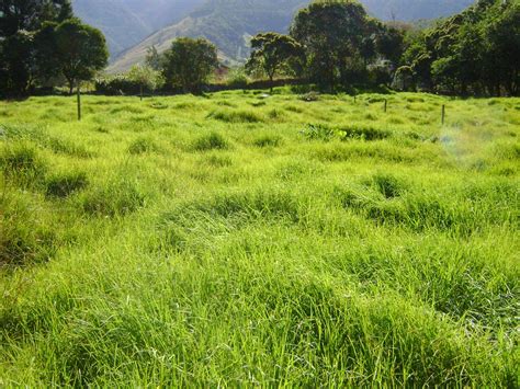 Cómo manejar los requerimientos nutricionales en las pasturas