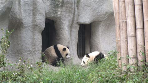 Dujianyan Panda Base Chengdu Panda Volunteer Program Dujianyan