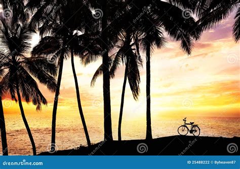 Bicycle Silhouette On The Beach Stock Photo Image Of Outdoor Palm