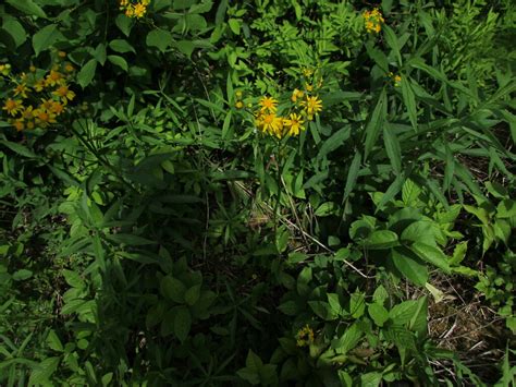 American Groundsels And Ragworts From Danby VT USA On June 2 2024 At