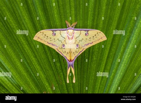 Malaysian Moon Moth