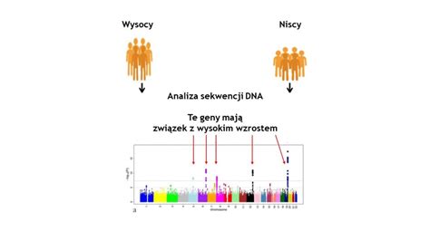 Analiza Dna W Kryminalistyce Czyli Co Dna Mo E Nam Powiedzie O Rysach