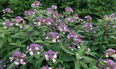 Zielono Zakręceni Hortensja kosmata omszona Hydrangea aspera Velvet