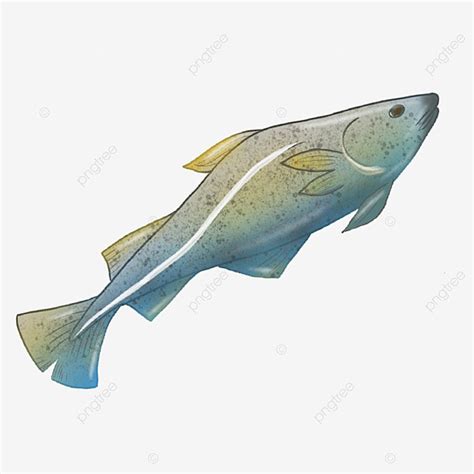 Hand Drawn Fish Png Image Original Hand Drawn Cartoon Fish Material