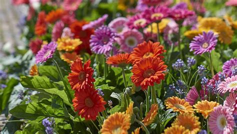 Orange Garden Jewels™ Gerbera Daisy - Southern Living Plants