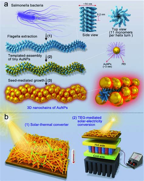 Scheme 1 Fabrication Of Bacterial Flagella Templated 3D Au Nanochains