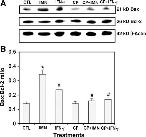 The Ratio Of Bax To Bcl 2 Measured By Western Blot Analysis