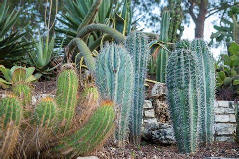 Cactus Landscaping Ideas That Will Inspire You