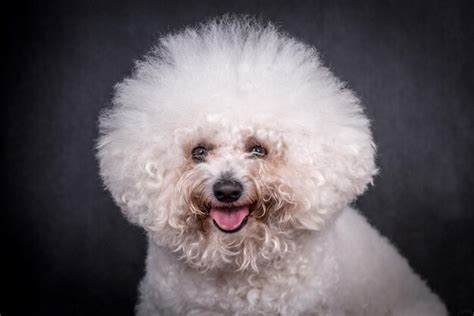 Retrato del perro bichón frisé Foto Premium