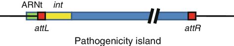 4 Illustration Of A Pathogenicity Island Integrated Into A Bacterial Download Scientific