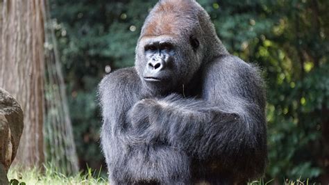 Gorilla Photos, Download The BEST Free Gorilla Stock Photos & HD Images