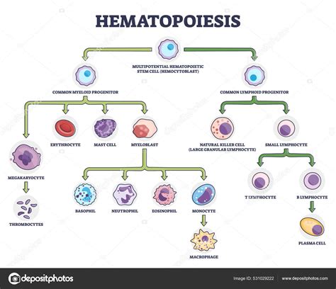 Hematopoiese Como Diagrama De Forma O De Componentes Estaminais