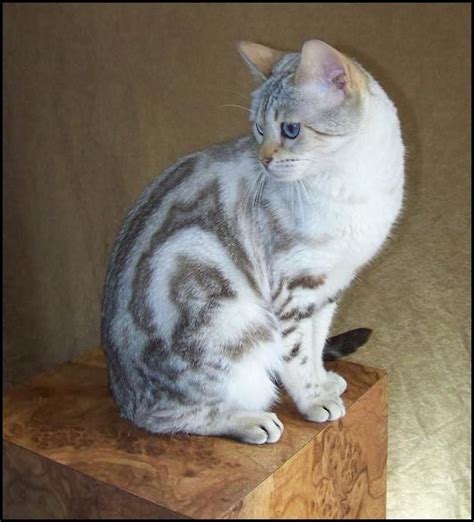 Another Blue Eyed Snow Marbled Bengal That Looks Like My Fluffy Cat