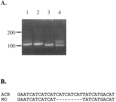 Panel A Gel Analysis Of A Simple Sequence Repeat Ssr Marker Download Scientific Diagram