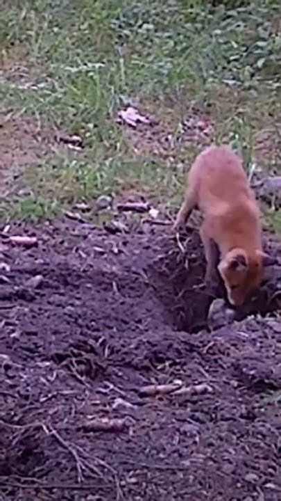 A Fox Digging A Hole To China Caught On Trailcamera Full Video On My