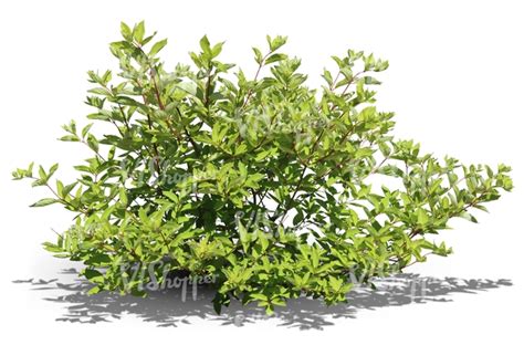 Cut Out Ordinary Bush Vishopper