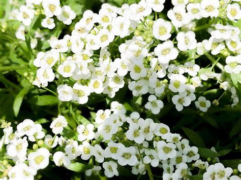 11 Best Small Flowers Tiny Flower Plants