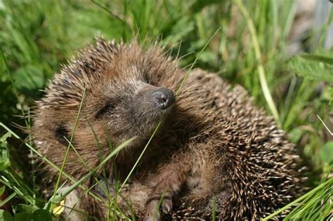 The Ultimate Hedgehog Teeth Care Guide